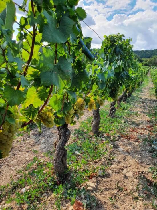 La Fruitiere Leilighet Chaudenay Eksteriør bilde